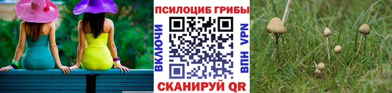 Псилоцибиновые грибы Psilocybe  OMG как зайти  Ахтырский  цена  